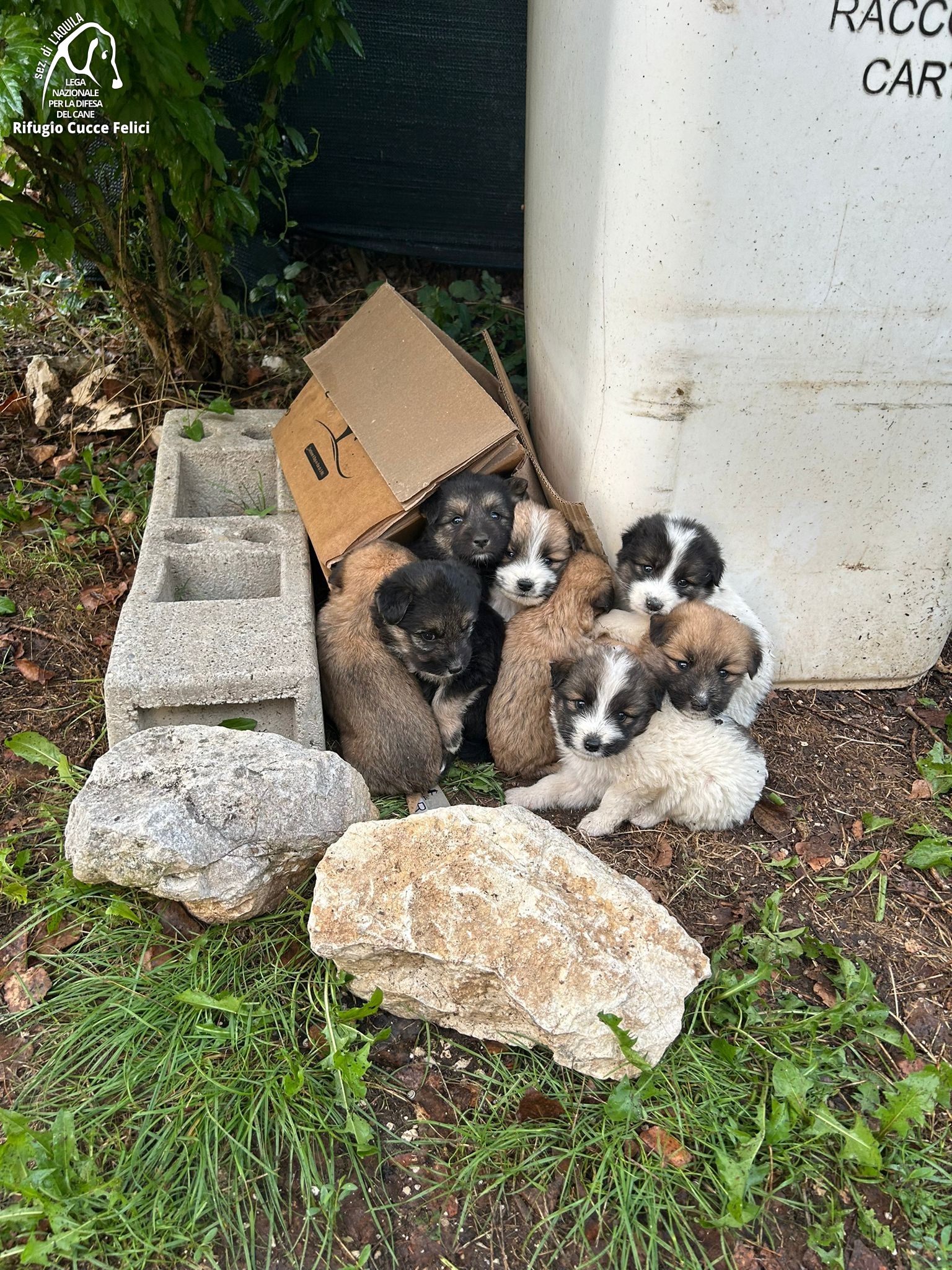 9 cuccioli in una scatola a Paganica